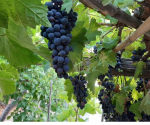 Agrihotel Il vitigno